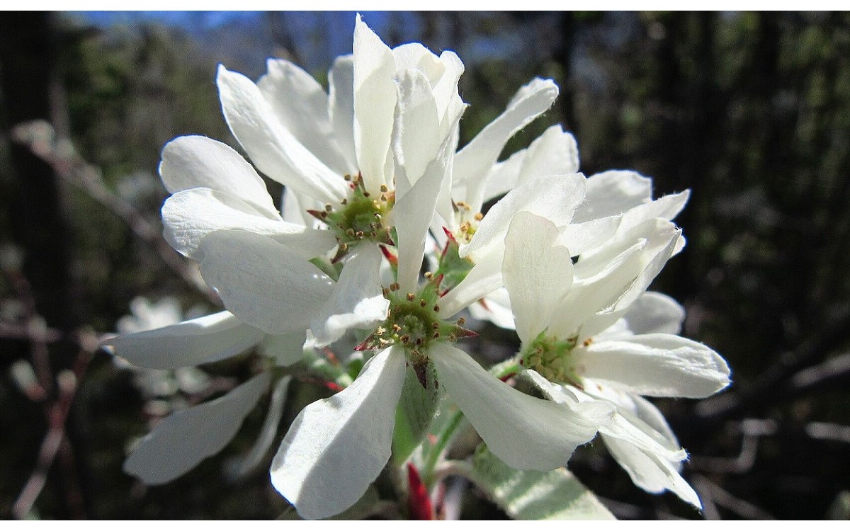 Amelanchier ovalis Medik