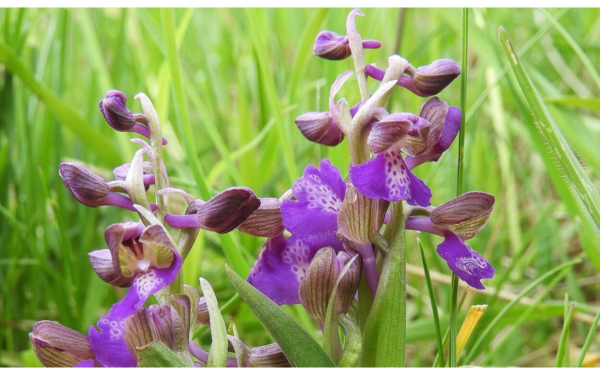 Anacamptis morio (L.) R.M.Bateman, Pridgeon & M.W.Chase, la orquídea morada