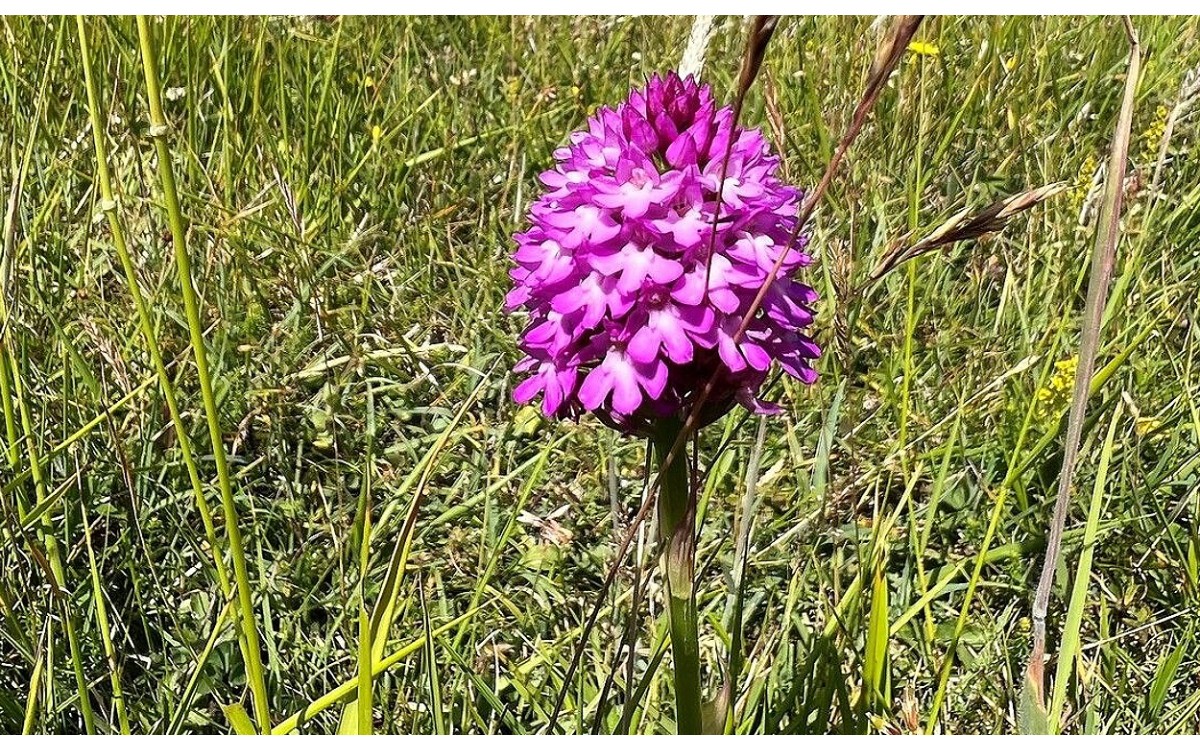 Anacamptis pyramidalis la orquídea piramidal