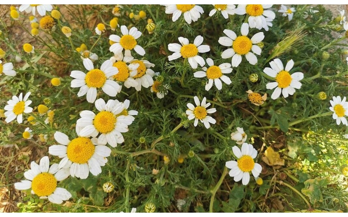 Anacyclus clavatus, también conocida como manzanilla loca, manzanilla bastarda o amagarza