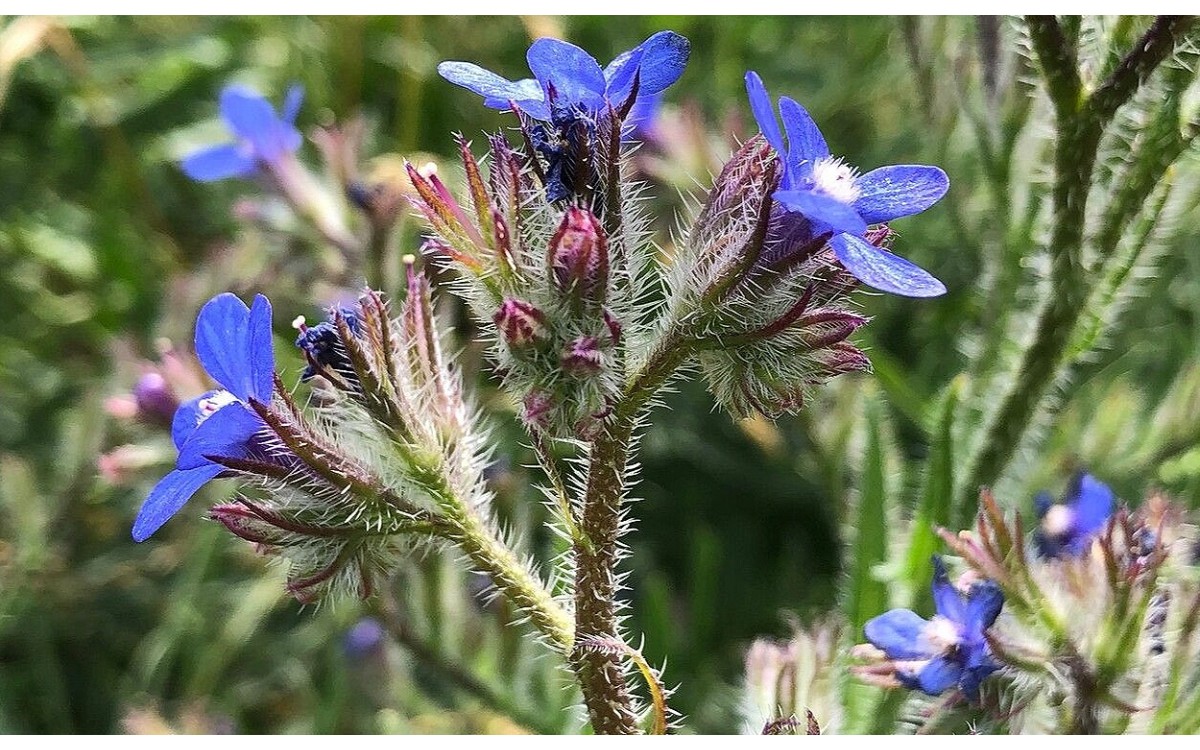 Anchusa azurea Mill