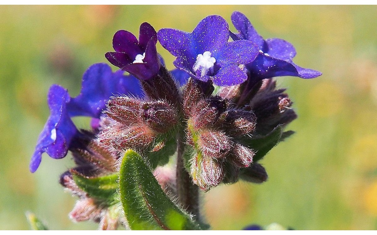 Anchusa officinalis