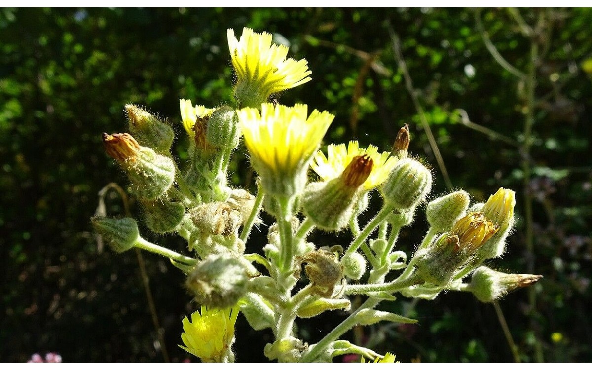 Andryala integrifolia