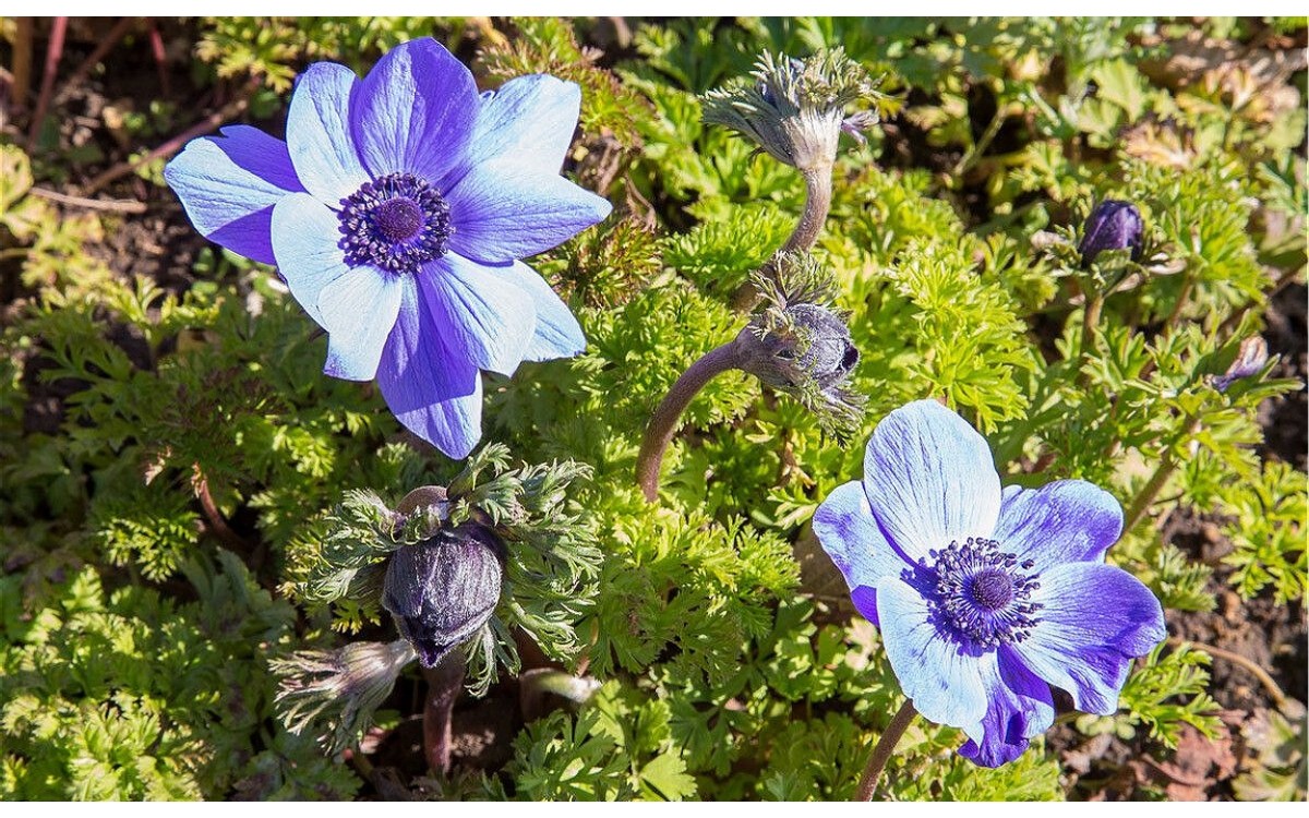 Anemone coronaria L o anémona coronaria