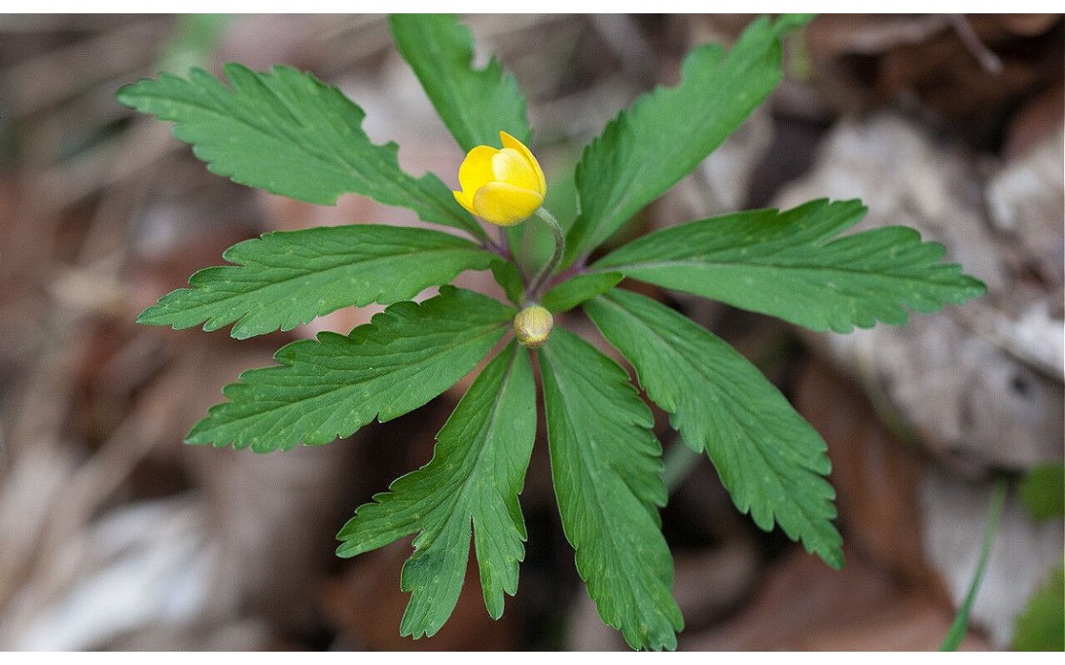 Anemonoides ranunculoides