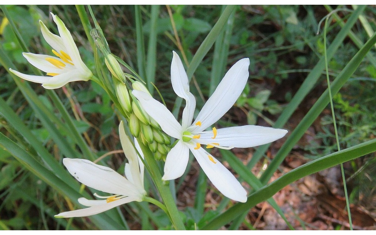 Anthericum liliago L