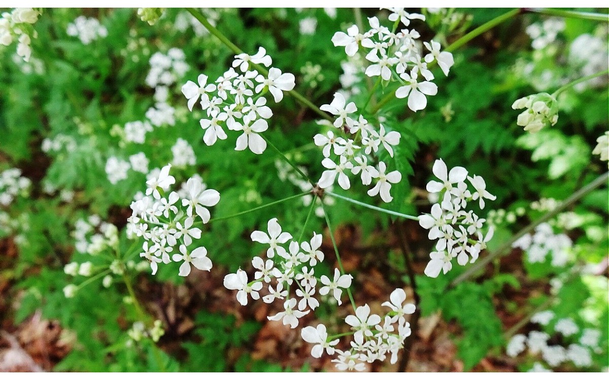 Anthriscus sylvestris L