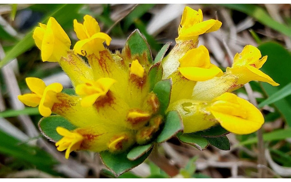 Anthyllis vulneraria L