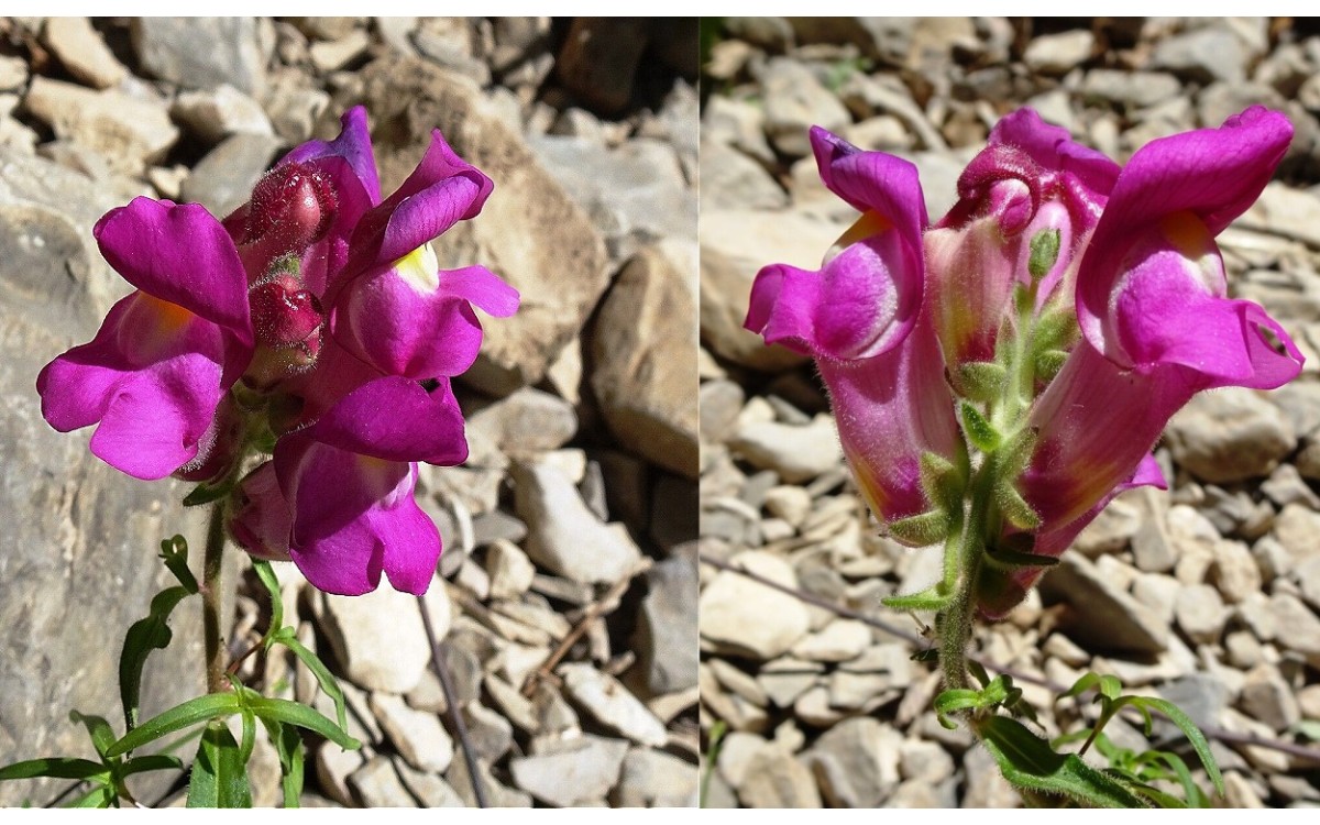 Antirrhinum majus L