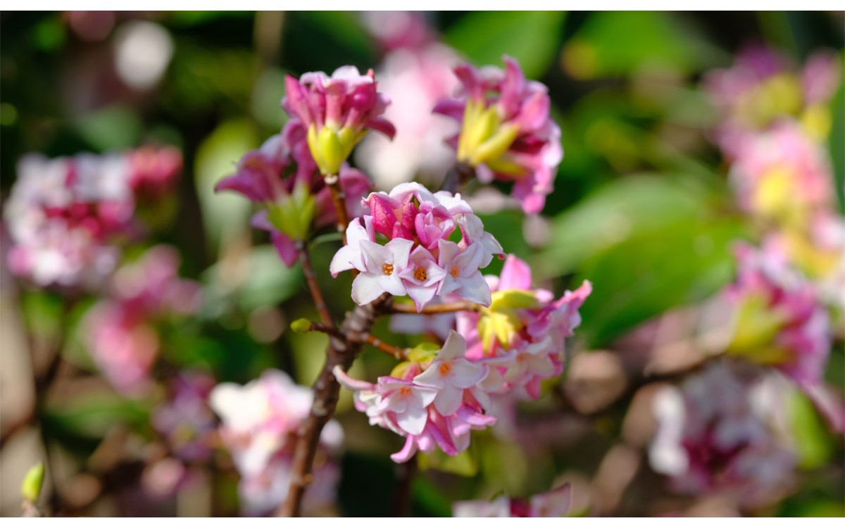 Aprende a cultivar daphne, un hermoso arbusto que se puede usar en jardines de invierno