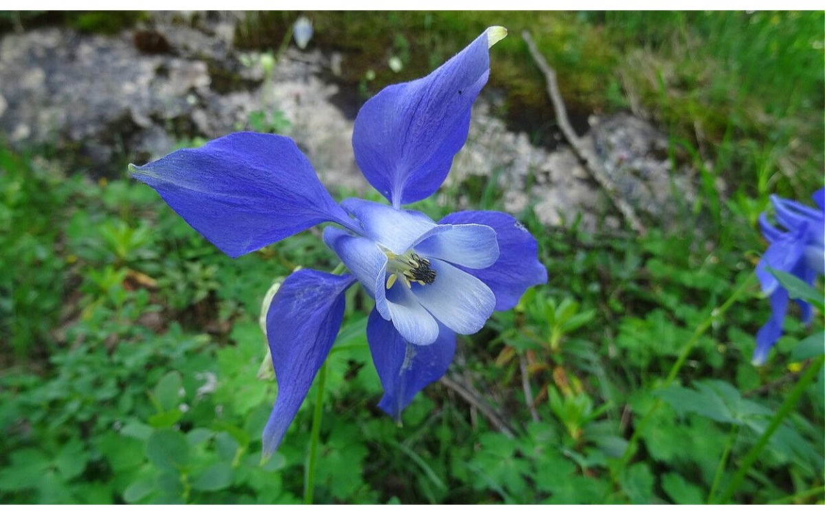 Aquilegia alpina L