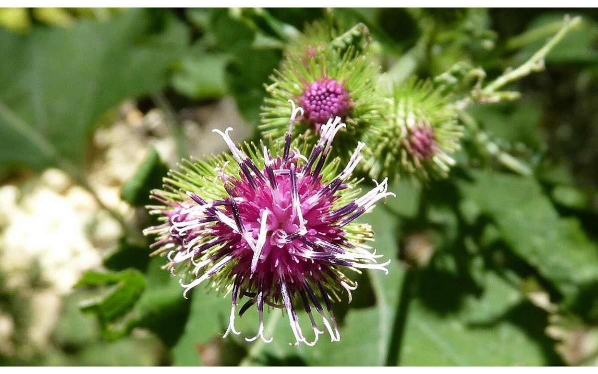 Arctium minus (Hill) Bernh conocida por lampazo menor, Bardana menor o pegadillo