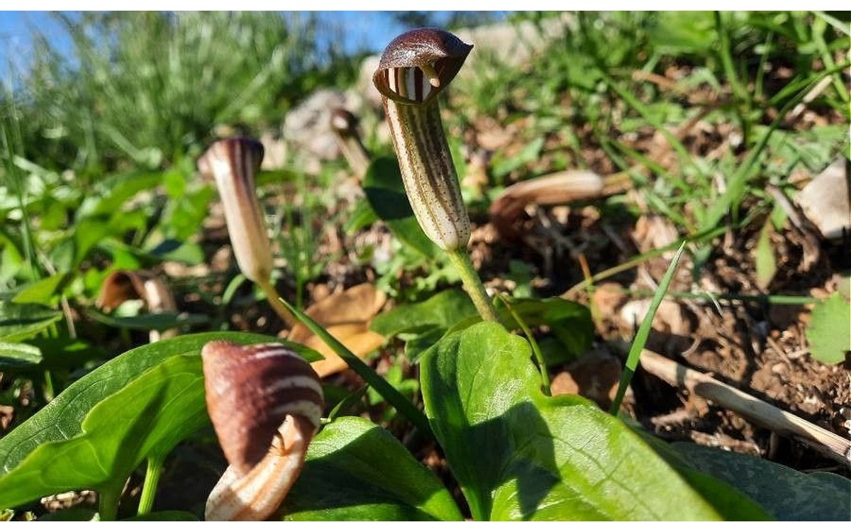 Arisarum vulgare O.Targ.Tozz