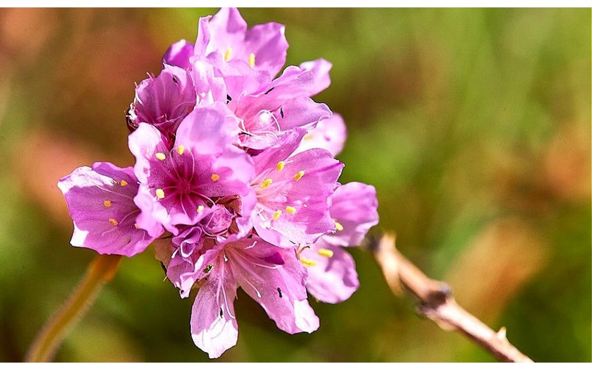 Armeria maritima (Mill.) Willd