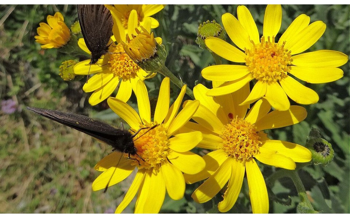 Arnica Montana L