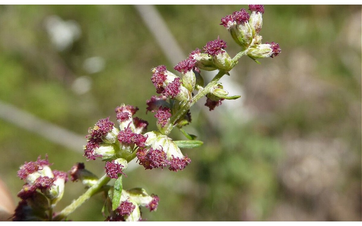 Artemisia vulgaris L