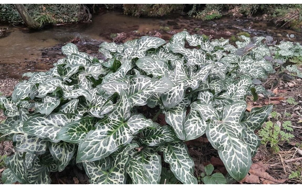 Arum italicum Mill