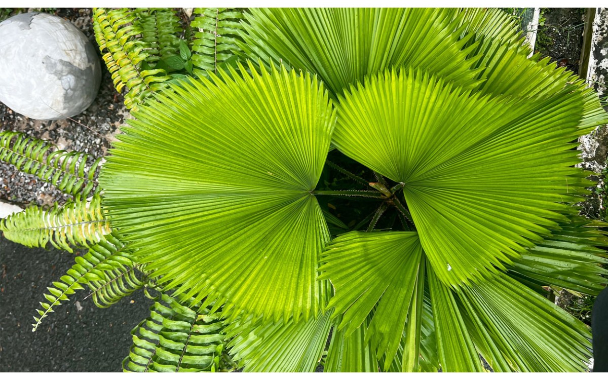 Así se cuida la palmera 'Licuala Grandis'