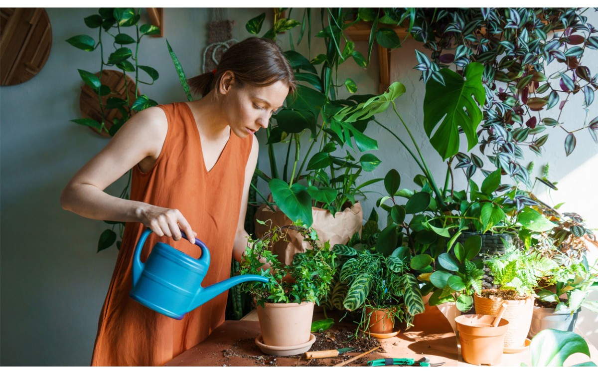 Cómo cuidar las plantas de interior para que luzcan sanas y bonitas