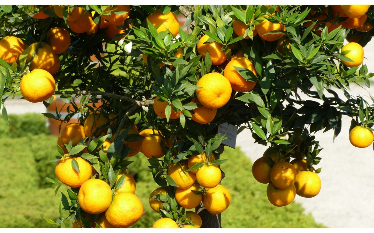 Consigue Tu Chinoto Con El Citrus Myrtifolia