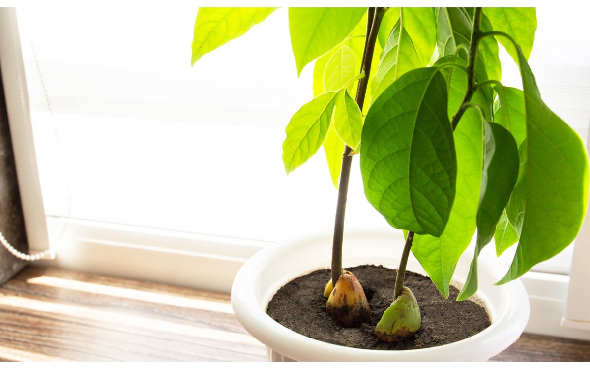 Cómo cultivar plantas de aguacate en tu casa