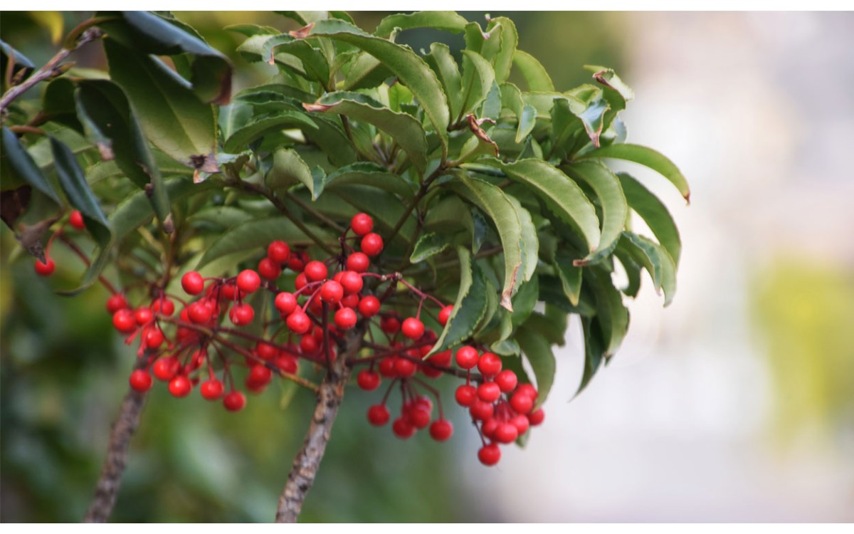 Descubre los secretos de la ardisia por toda su belleza, color y elegancia