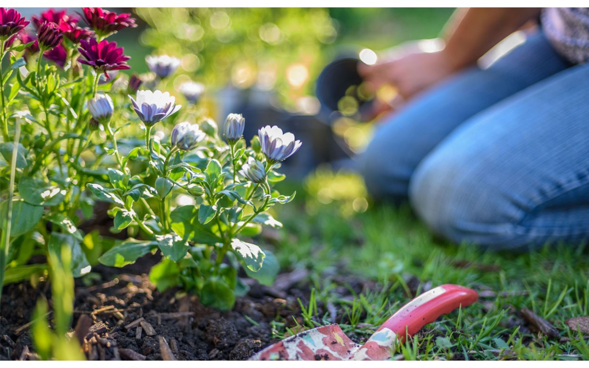 Diez plantas de primavera perfectas para tu jardín