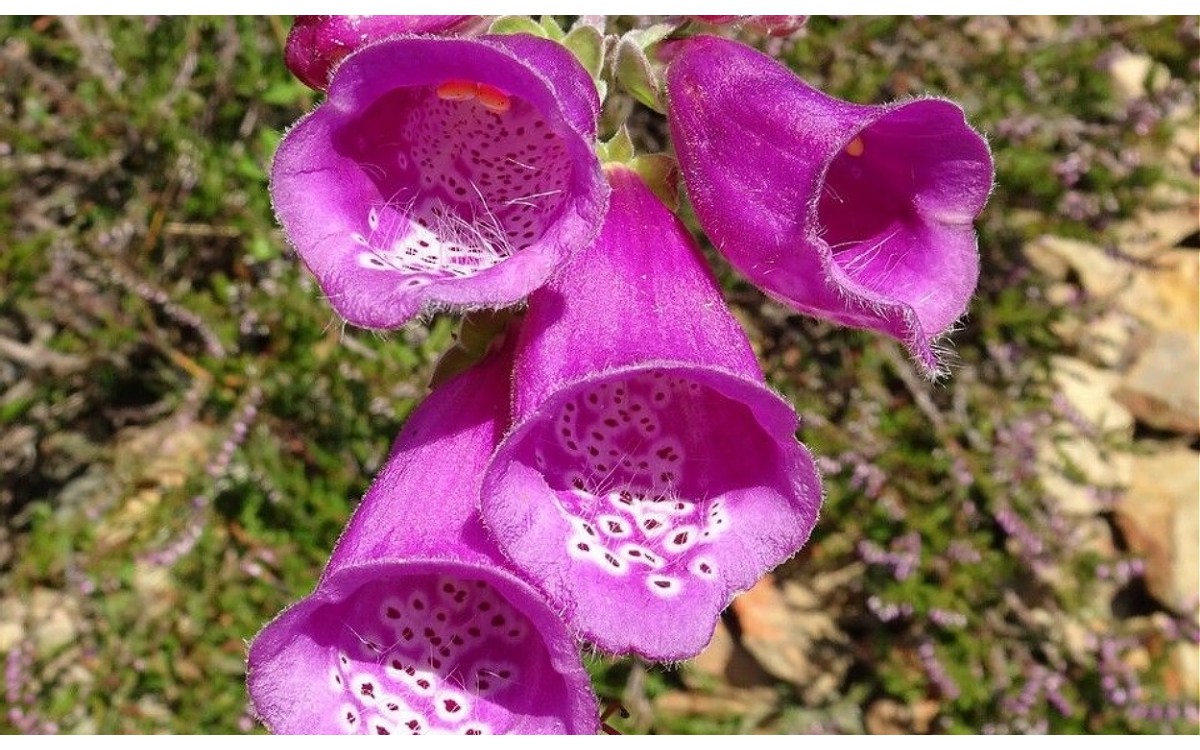 Digitalis purpurea L., conocida también como Dedalera