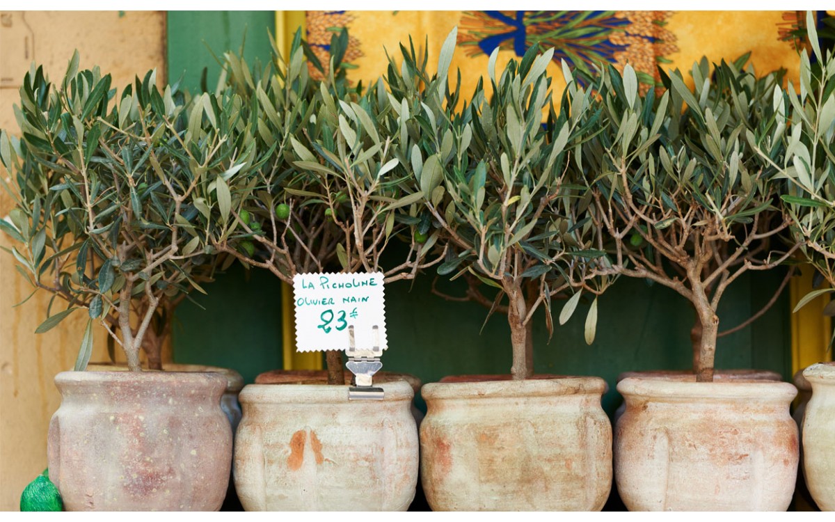 El Bonsái del Olivo (Olea europea), una belleza milenaria