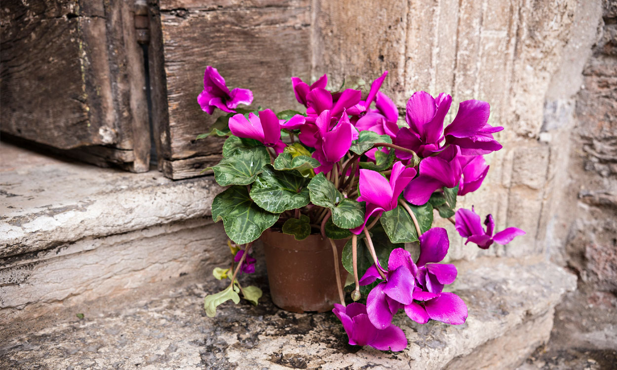 El Cyclamen es la planta más buscada en invierno