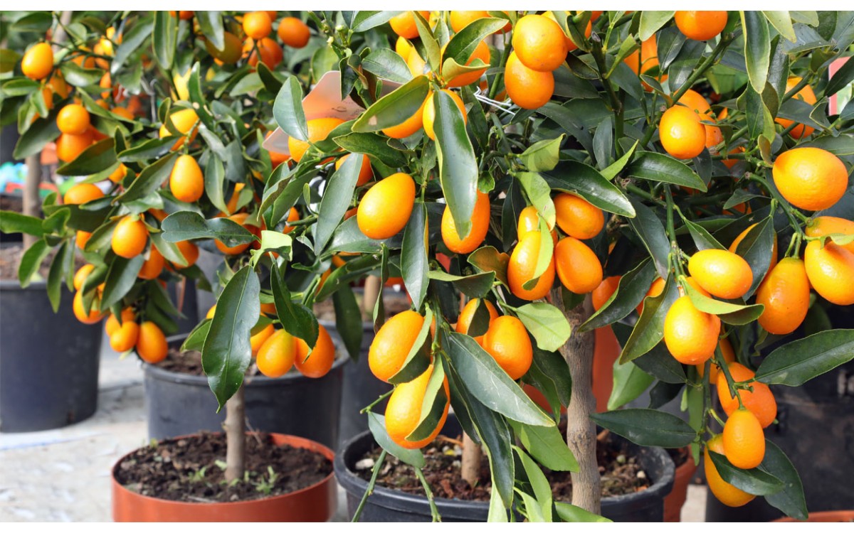 El Kumquat y las Naranjas Enanas