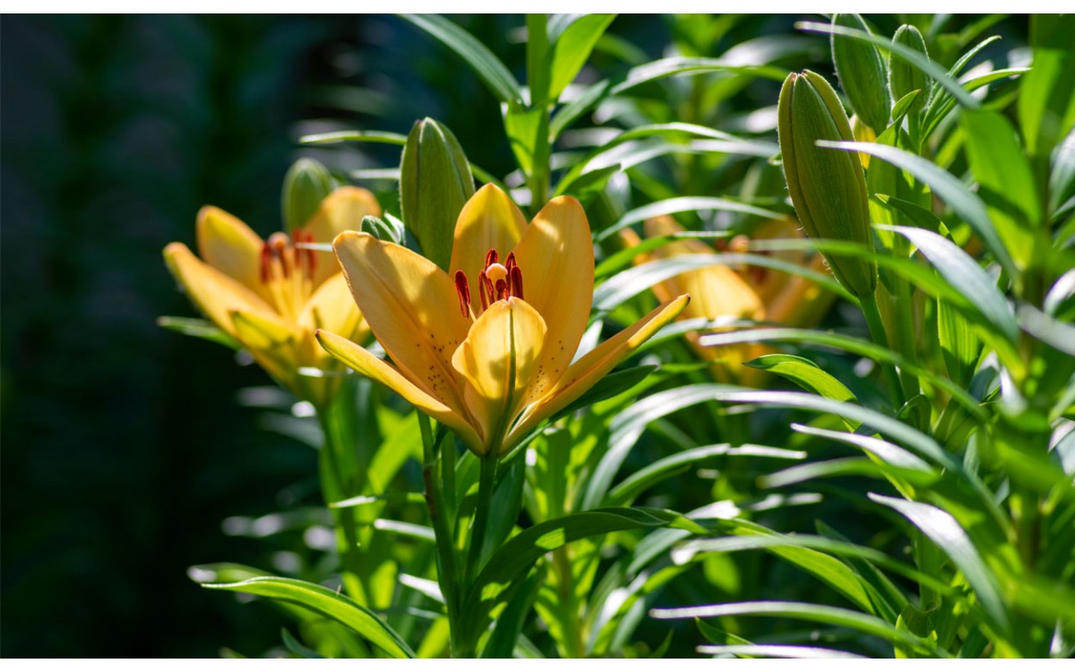 El Lirium, una hermosa flor llena de significados