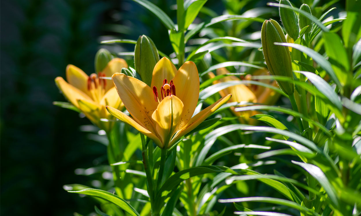 El Lirium, una hermosa flor llena de significados