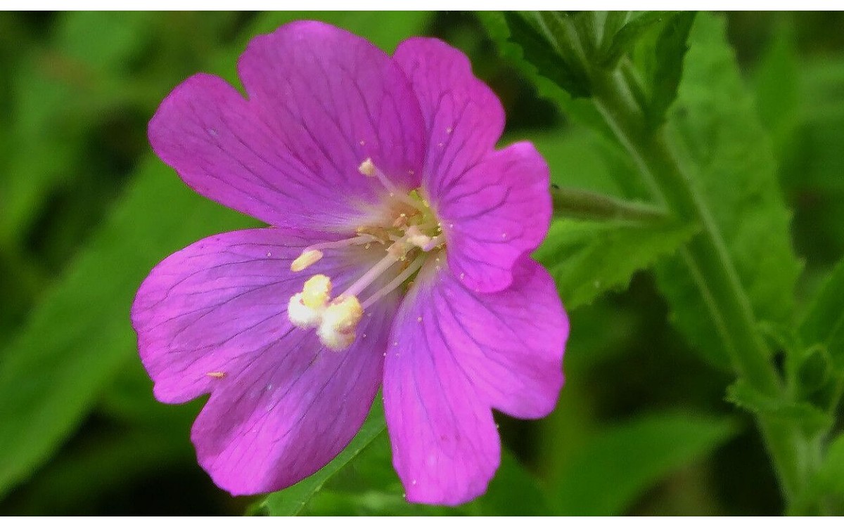 Epilobium hirsutum L., también conocido como la hierba de San Antonio