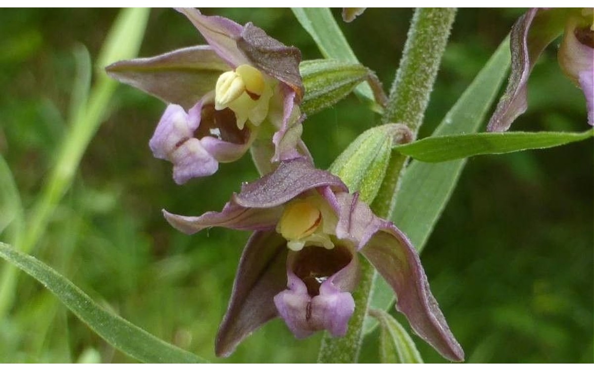 Epipactis helleborine conocida como la orquídea de hojas anchas