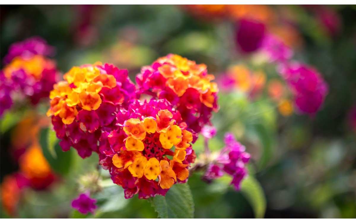 Lantana es un arbusto que tiene hermosas flores que duran desde la primavera hasta finales de otoño