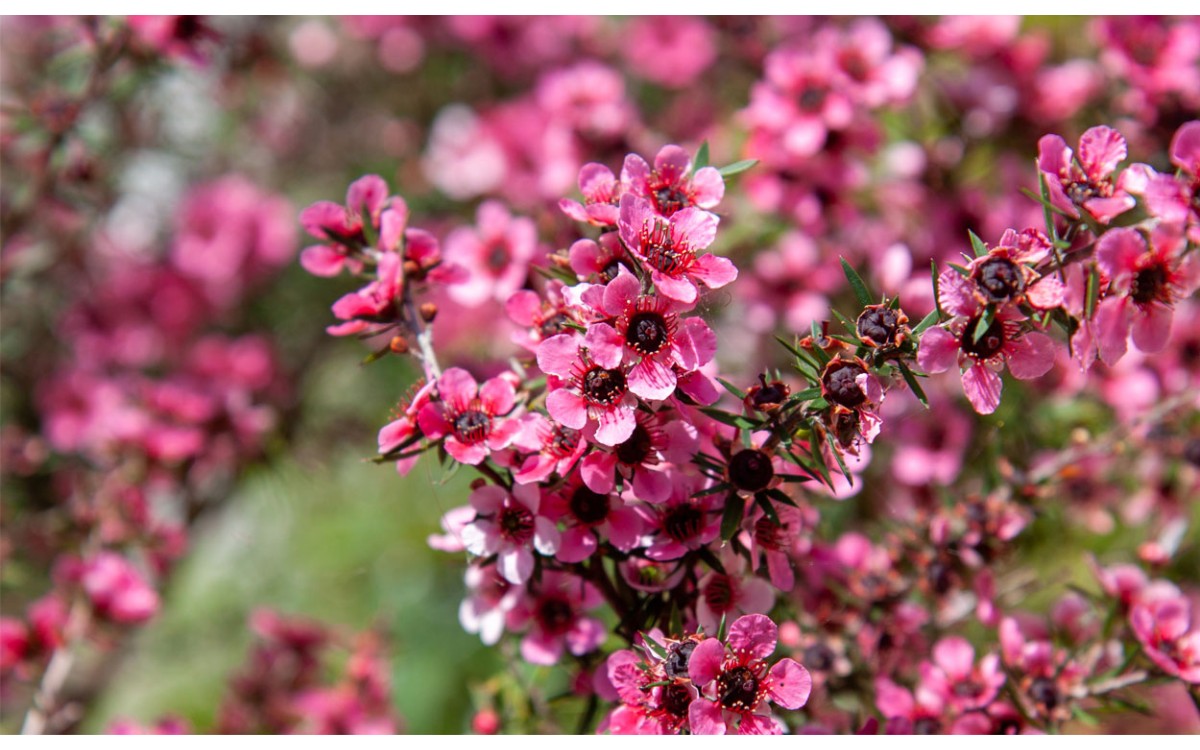 Leptospermum es un hermoso arbusto que es fácil de cultivar y muy colorido