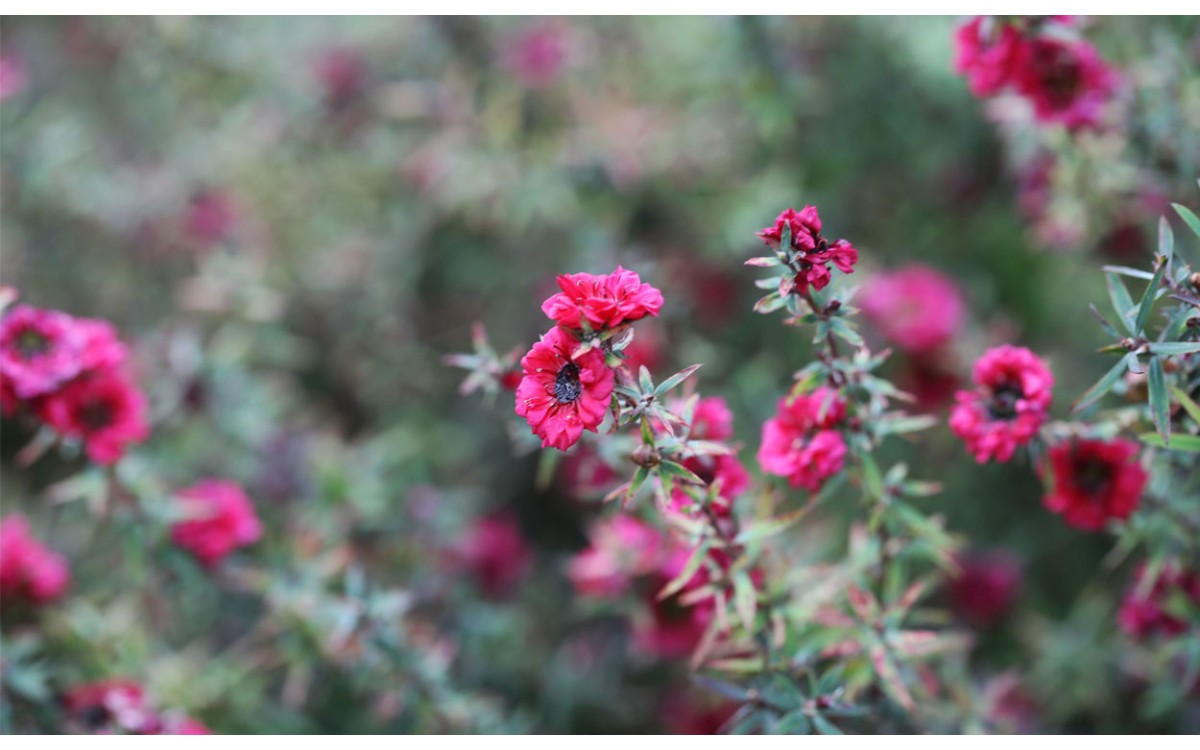 Leptospermum es un hermoso arbusto que es fácil de cultivar y tiene mucho color