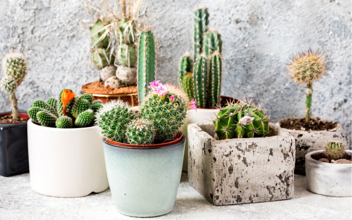 Los Cactus: Una fuente de salud y belleza