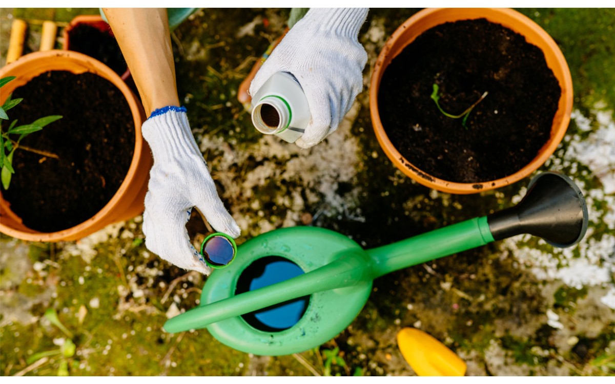 ¿Necesitas fertilizar tus plantas en otoño?