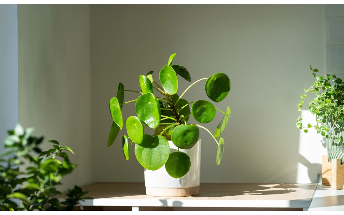 Plantas de interior que son fáciles de cuidar y que ayudarán a sentirte mejor