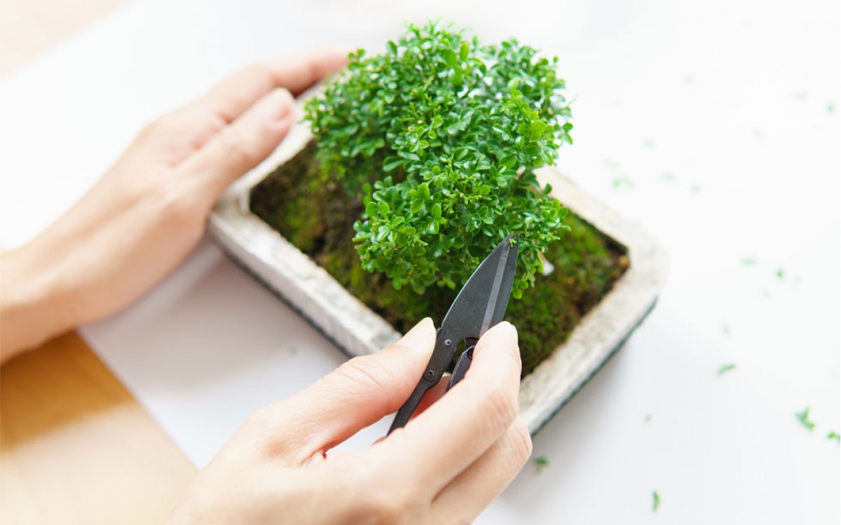 Principales técnicas de bonsái para lograr un atractivo árbol miniatura