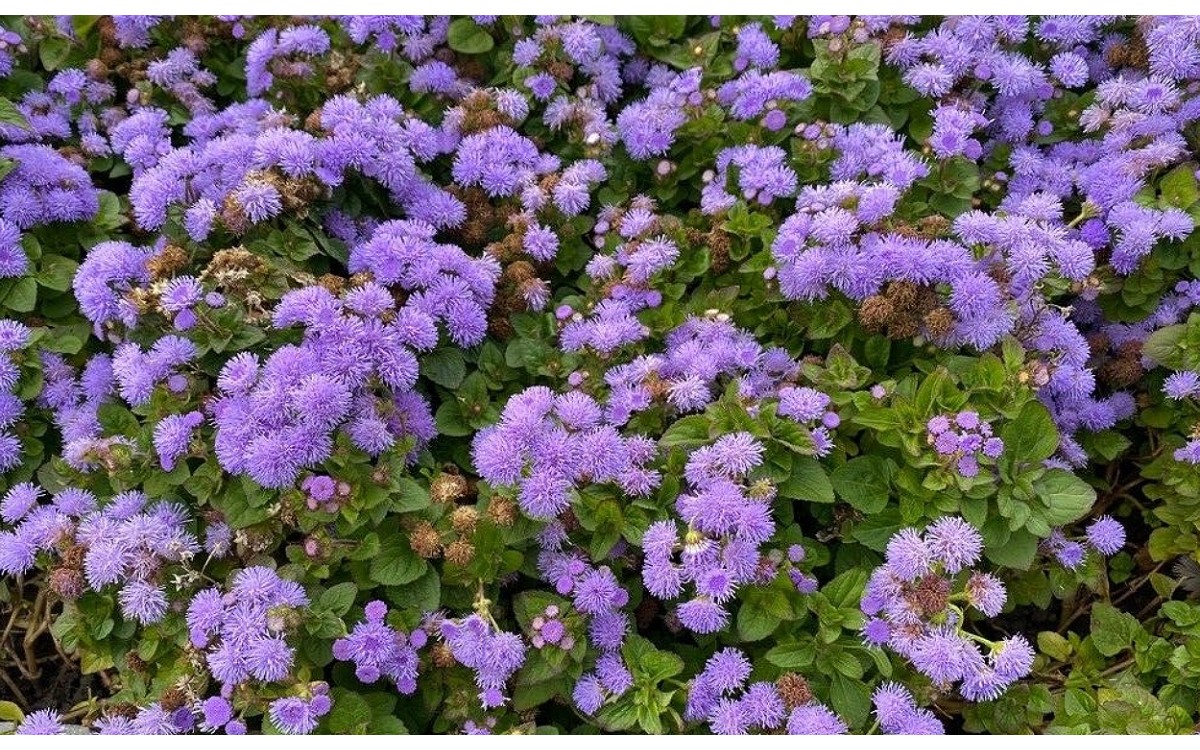 Ageratum houstonianum Mill.