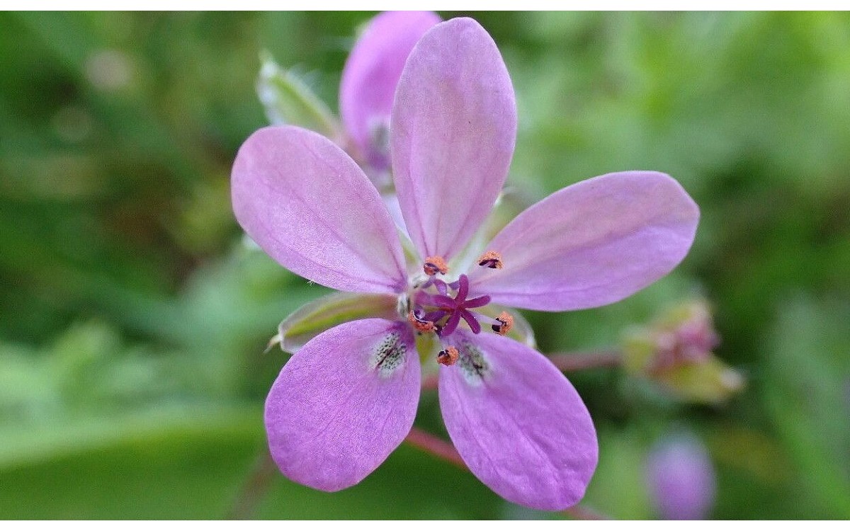 Erodium cicutarium conocida como aguja de pastor, alfilerillo o pico de cigüeña