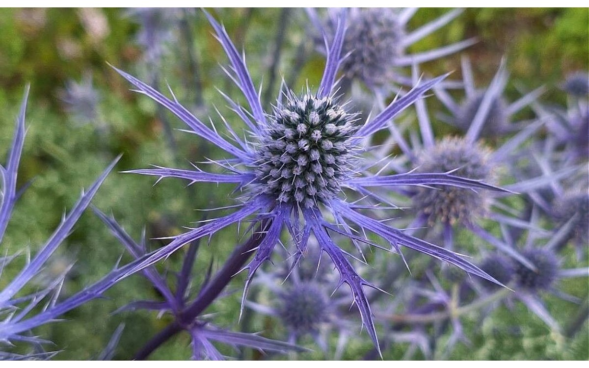 Eryngium bourgatii Gouan conocido como cardo azul