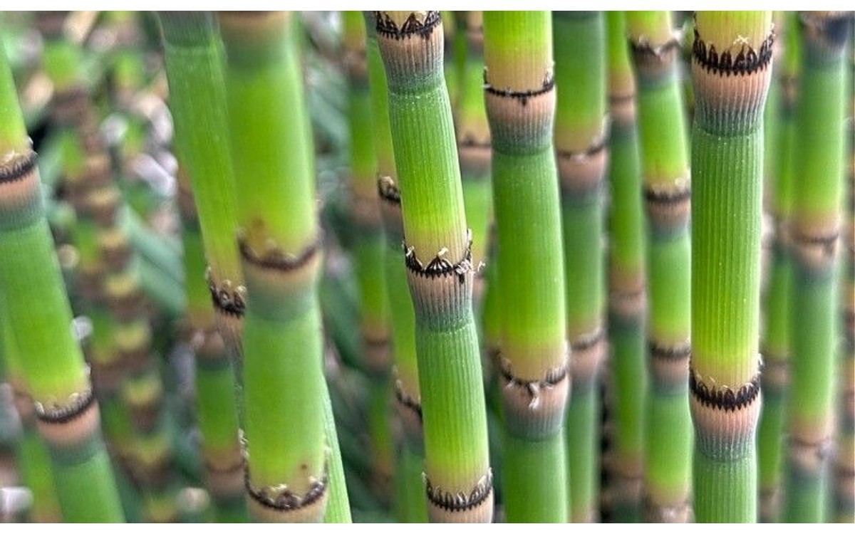 Equisetum hyemale conocido como equiseto de invierno o cola de caballo