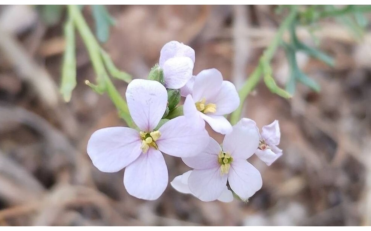 Erucaria hispanica, conocida como Mostaza Labrada