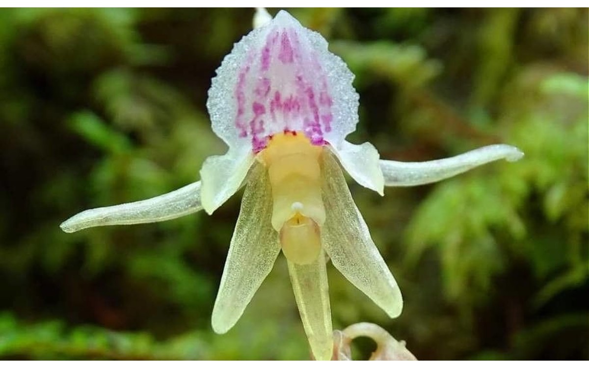 Epipogium aphyllum conocida como la orquídea fantasma