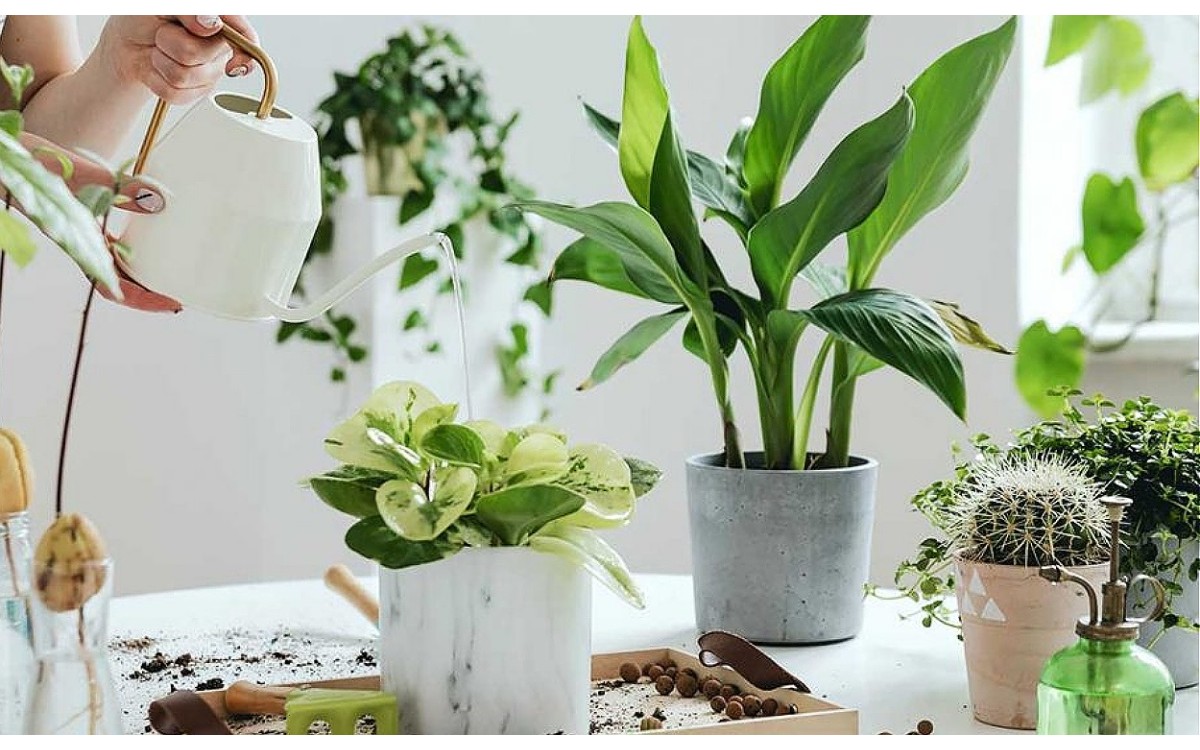 ¿Cómo elegir la mejores plantas de interior para tu hogar?