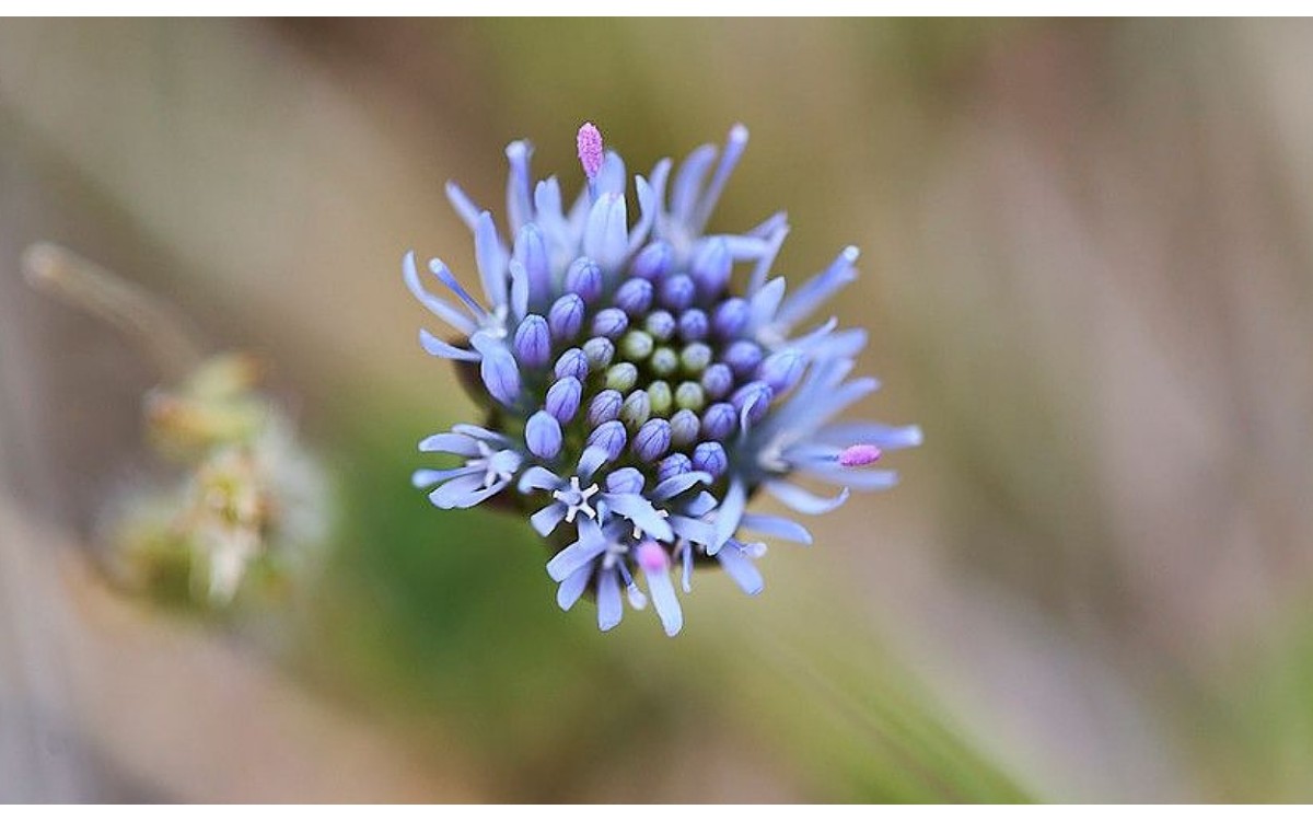 Jasione montana conocida como hierba azul, botón azul o flor de hierro